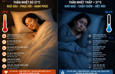MẤT NGỦ VÀ THÂN NHIỆT: VÒNG TRÒN SINH LÝ MÀ ÍT AI NHÌN THẤY