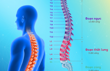 CỘT SỐNG CON NGƯỜI CÓ BAO NHIÊU ĐỐT 